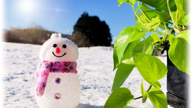 雪とグリーン