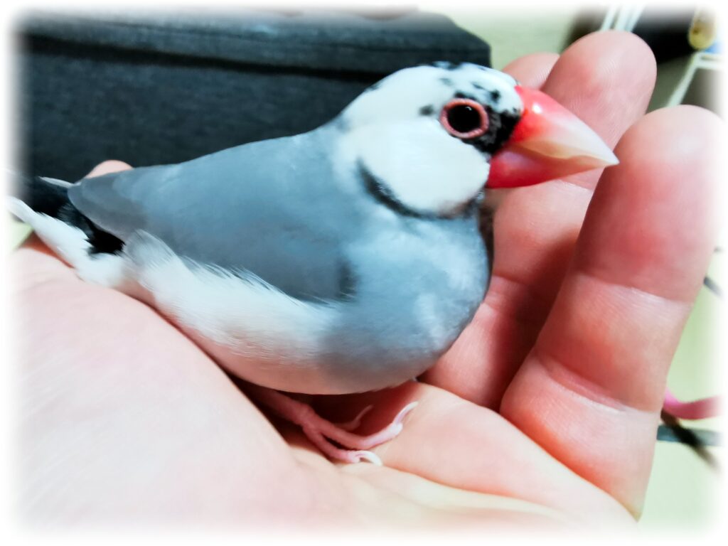 手のり文鳥