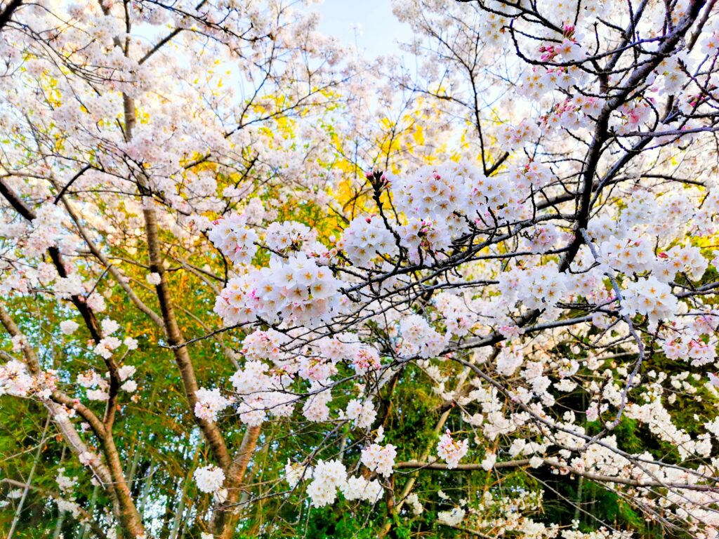 桜が花開く